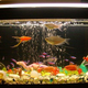 Illustration for article titled How to Take Care of Aquarium Fish?